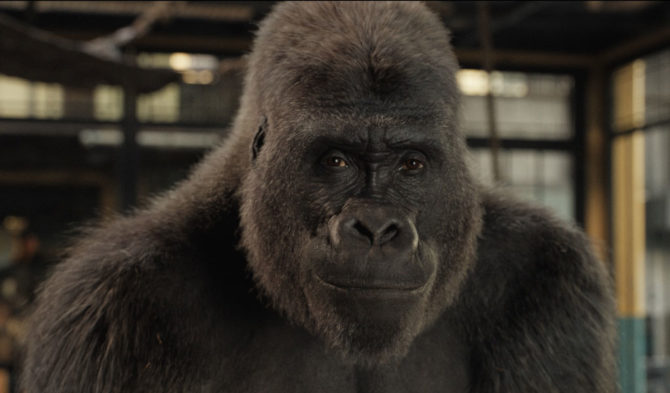 Still photo of Ivan the gorilla from Disney's The One and Only Ivan. 